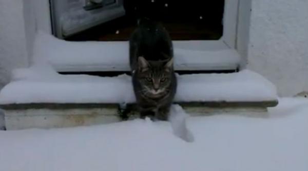 hit youtube un motan vede pentru prima oara zapada