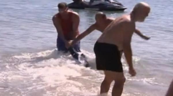 video un britanic apuca de coada un rechin lung de aproape doi metri care voia sa atace copii aflati in apa