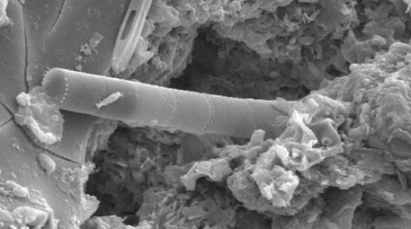 exista viata extraterestra descoperirea incredibila facuta de un cercetator britanic video