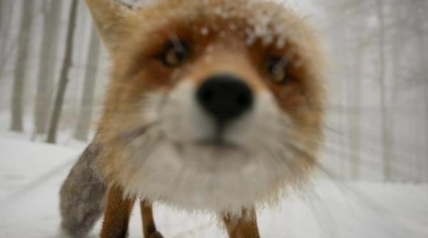 vulpoi vedeta pe facebook