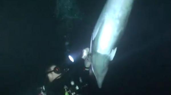 cum a salvat un scafandru un delfin mi a fost frica sa nu l ranesc dar am reusit video