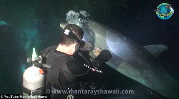 video un delfin aflat in dificultate cere ajutorul unui scafandru