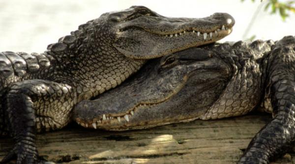 evadare crocodili 15000 africa de sud