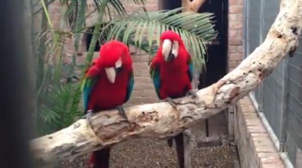 video doi papagali danseaza hip hop mai bine decat oamenii