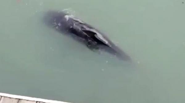 delfin mort canal new york