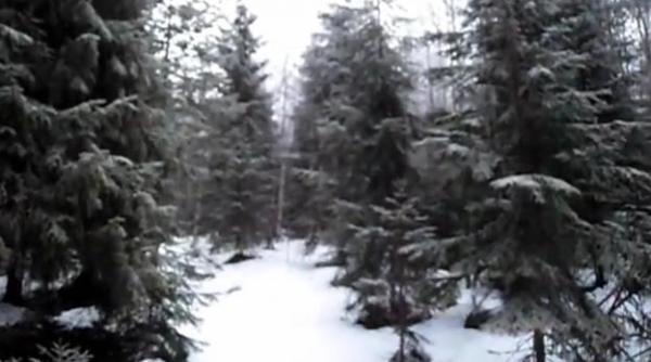 zgomote infricosatoare intr o padure din suedia ce au inregistrat doi turisti cu telefonul mobil video