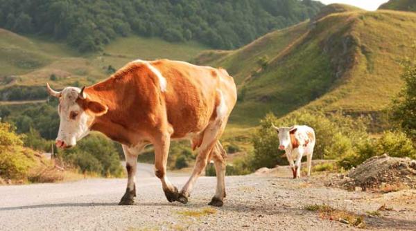 investitiile detinatorilor de ferme familiale ar putea fi sprijiniti din fonduri europene