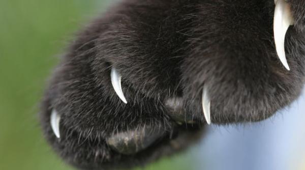 pisica pradator top sua