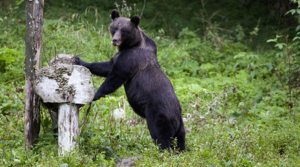 studiu wwf romania 76 dintre romani cred ca ursul brun este o valoare nationala 78 sunt impotriva vanatorii