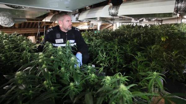 baronii drogurilor devin ecologisti