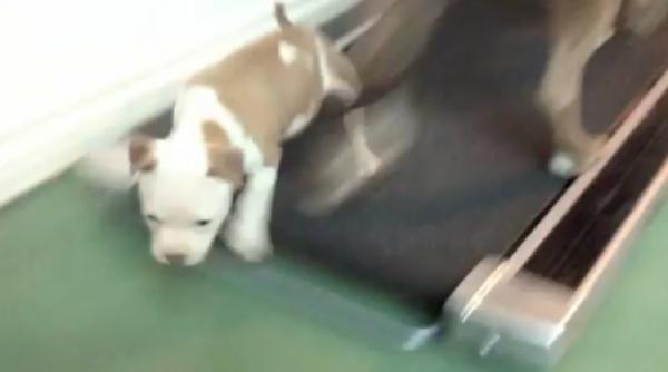 pui pitbull banda rulanta