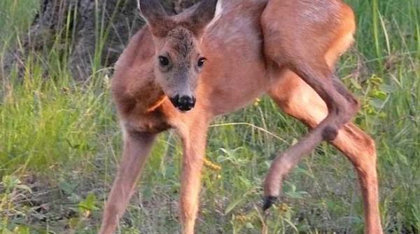 cand ignorantii fac legi prostii fac legea sau fapt divers in estul european salbatic