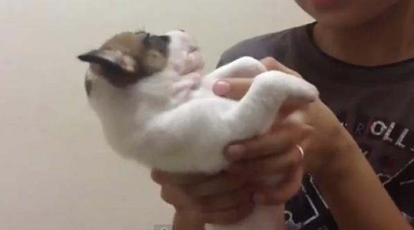 razi cu lacrimi cantec de adormit catelul in cateva secunde video