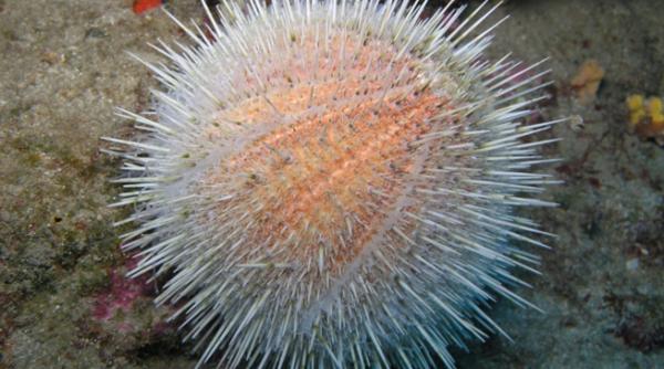 aricii de mare ne ar putea scapa de emisiile de bioxid de carbon