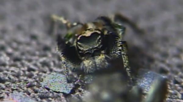 paianjenul pasionat de motociclete