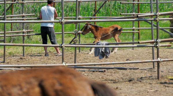 carne cal lasagna romania