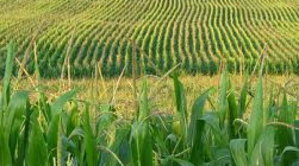 plantele pot fi altruiste