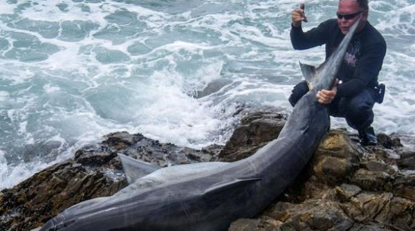 rechin marele alb undita