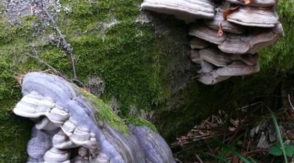 o maslina cu personalitate