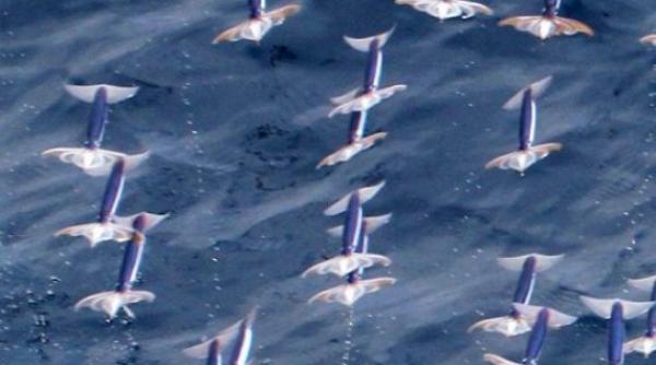 biologii confirma existenta calmarului zburator