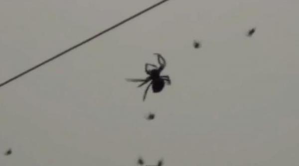 invazie paianjeni uriasi