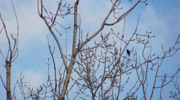 vremea de incalzeste vezi prognoza meteo pentru urmatoarele zile