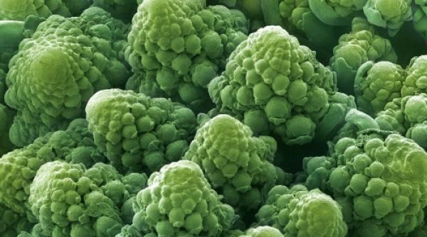 ghicesti ce sunt descopera cum arata sub microscop cele mai populare alimente foto