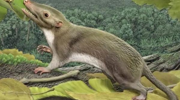 primul mamifer placentar trasaturi