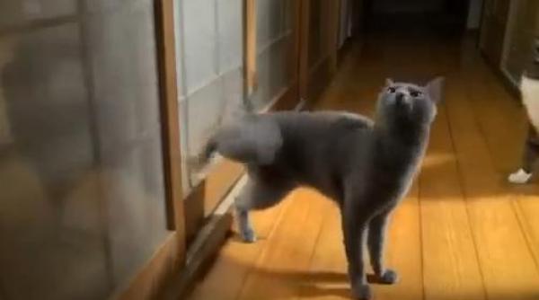 video e cineva acasa uite pisicuta care bate la usa