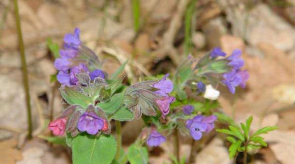 de la lalea la pizda tigancii nu si invers