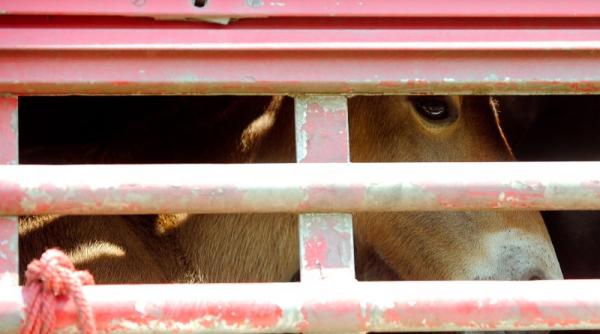 firma olandeza suspectul cheie in scandalul carnii de cal