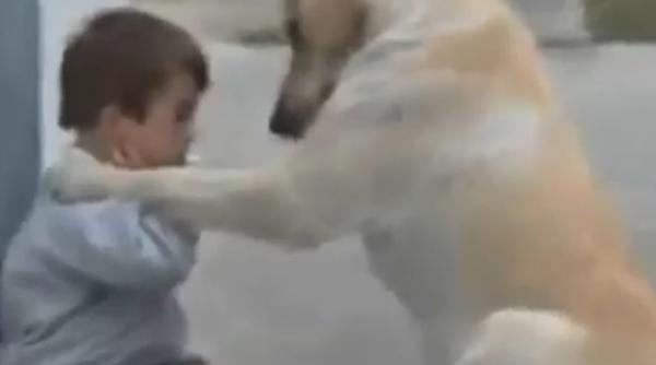 o poveste de dragoste cum iubeste un caine un copil