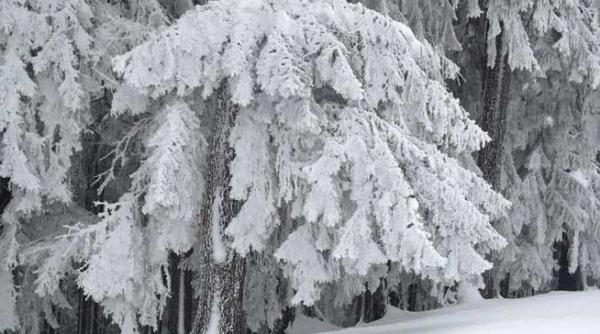 profesiunea de roman bismarck si cna ul