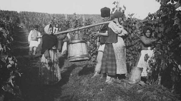 un admirabil amfiteatru agricol