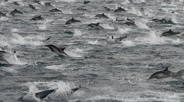 mii de delfini san diego