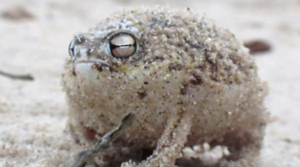 cea mai draguta broasca din lume scoate sunete neobisnuite