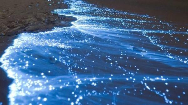 ciudateniile din delta dunarii de la plantele carnivore la balaurul dobrogean foto