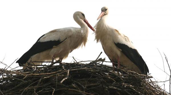 prognoza meteo pe trei luni cum va fi vremea in fiecare regiune a tarii pana in luna mai