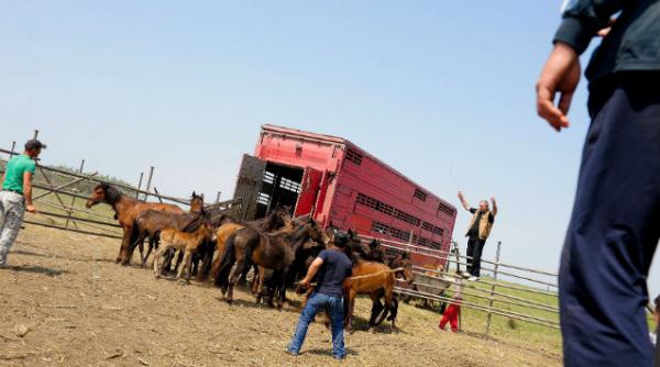 firma spanghero aflata in centrul scandalului carnii de cal abandoneaza activitatea de comert