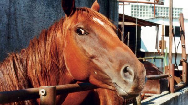 cantitati importante de carne si carcase de cal aruncate intr un lac din galati