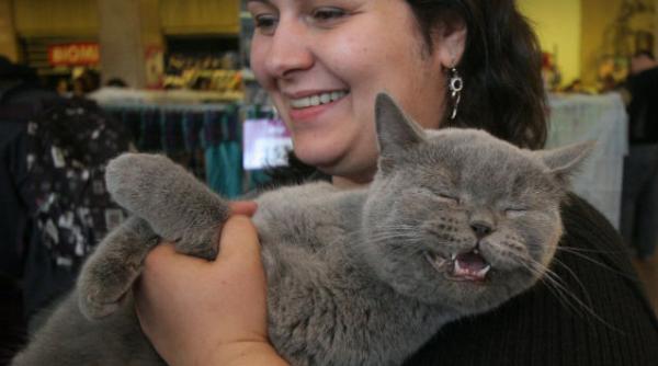 locatarii care locuiesc la bloc si detin mai mult de doi caini sau pisici vor fi amendati