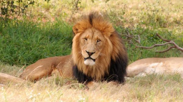 lei ursi nutu camataru zoo bucov