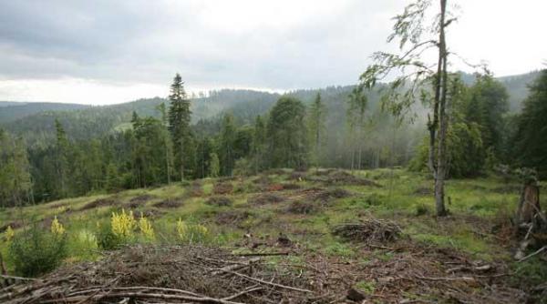 senatorii au dat liber la hacuit padurile romaniei fratia cozilor de topor din parlamentul romaniei s a reunit pentru a baga drujbele in padure