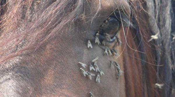 ambasadorul mondial al marii britanii j clacson