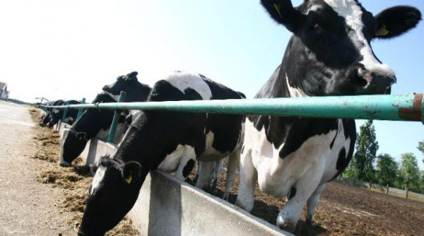 furaje contaminate romania serbia olanda