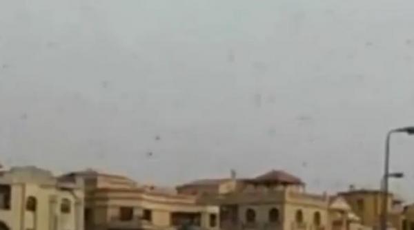 imagini apocaliptice milioane de lacuste au invadat egiptul si israelul video