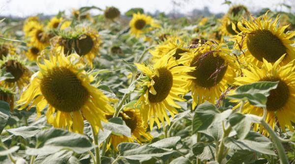 fondurile de pensii investeitii terenuri arabile