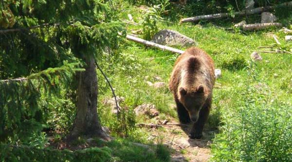 elvetia germania si austria promotoarele ecoterorismului european