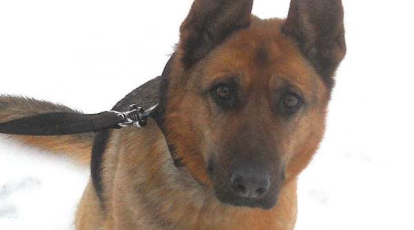 hot prins cu ajutorul cainelui politiei de frontiera