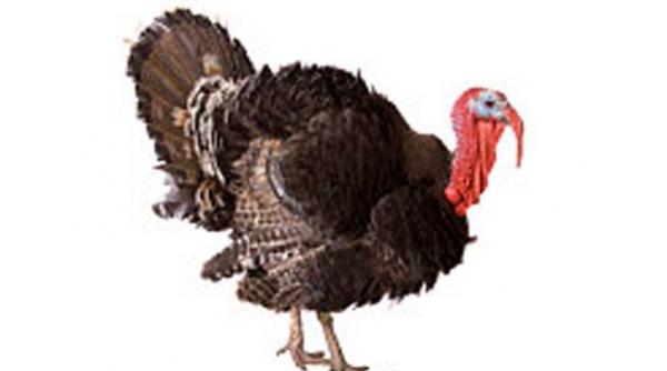 curcanul cu antibiotice efecte alergii soc anafilactic cancer prabusirea sistemului imunitar